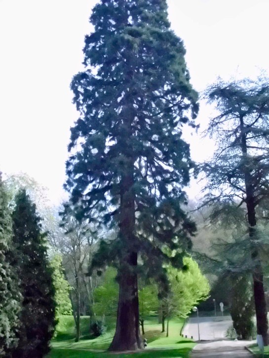 Amazing Trees 