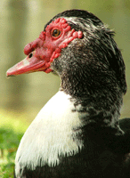 muscovy